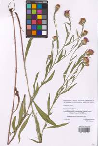 Centaurea jacea L., Eastern Europe, Central forest-and-steppe region (E6) (Russia)