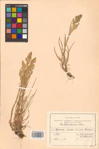 Poa macrocalyx Trautv. & C.A.Mey., Siberia, Russian Far East (S6) (Russia)