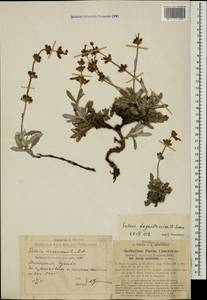 Salvia canescens var. daghestanica (Sosn.) Menitsky, Caucasus, Dagestan (K2) (Russia)