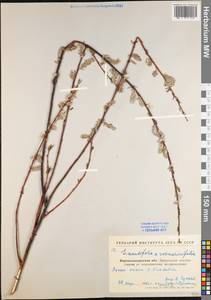Salix acutifolia × rosmarinifolia, Eastern Europe, North Ukrainian region (E11) (Ukraine)