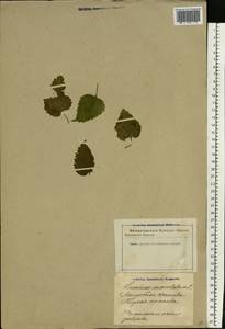 Lamium maculatum (L.) L., Eastern Europe, Latvia (E2b) (Latvia)