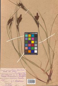 Carex gmelinii Hook. & Arn., Siberia, Russian Far East (S6) (Russia)