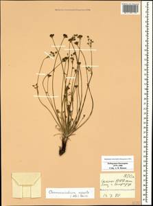 Chamaesciadium acaule (M. Bieb.) Boiss., Caucasus, Stavropol Krai, Karachay-Cherkessia & Kabardino-Balkaria (K1b) (Russia)