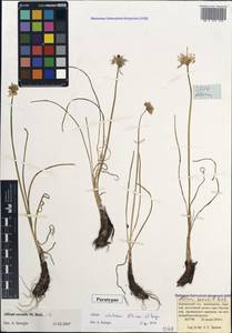 Allium schistosum N.Friesen & Seregin, Caucasus, Krasnodar Krai & Adygea (K1a) (Russia)