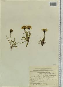 Crepis chrysantha (Ledeb.) Turcz., Siberia, Chukotka & Kamchatka (S7) (Russia)