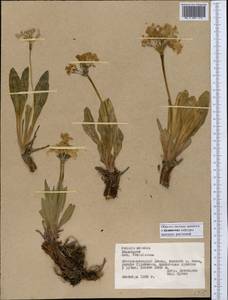 Primula nivalis subsp. turkestanica (Schmidt) Kovt., Middle Asia, Pamir & Pamiro-Alai (M2) (Tajikistan)