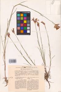 Dianthus borbasii Vandas, Eastern Europe, North Ukrainian region (E11) (Ukraine)
