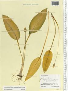 Allium ursinum L., Eastern Europe, Western region (E3) (Russia)
