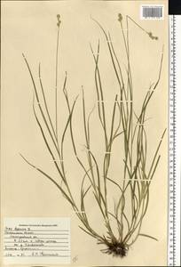 Carex leporina L., Eastern Europe, Central forest region (E5) (Russia)