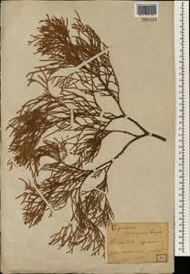 Cupressus torulosa D.Don ex. Lamb., South Asia, South Asia (Asia outside ex-Soviet states and Mongolia) (ASIA) (Japan)