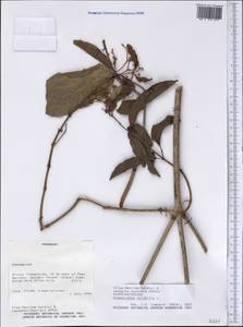 Hippocratea volubilis L., America (AMER) (Paraguay)