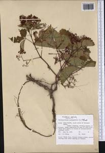 Parthenocissus quinquefolia (L.) Planch., America (AMER) (United States)