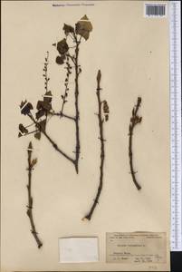 Populus balsamifera, America (AMER) (United States)