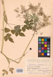 Laserpitium latifolium L., Eastern Europe, Western region (E3) (Russia)