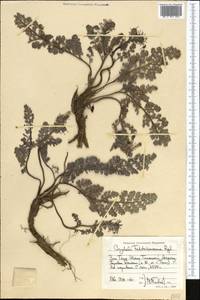 Corydalis fedtschenkoana Regel, Middle Asia, Western Tian Shan & Karatau (M3) (Kyrgyzstan)