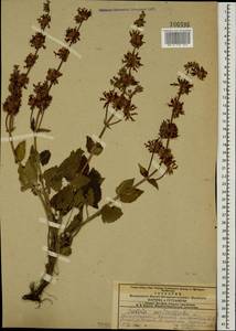 Salvia verticillata L., Caucasus, Azerbaijan (K6) (Azerbaijan)