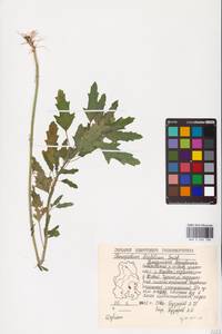 Chenopodium ficifolium Sm., Eastern Europe, Volga-Kama region (E7) (Russia)