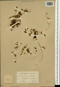 Ranunculus crymophilus Boiss. & Hohen., South Asia, South Asia (Asia outside ex-Soviet states and Mongolia) (ASIA) (China)