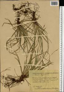 Carex digitata L., Eastern Europe, Middle Volga region (E8) (Russia)