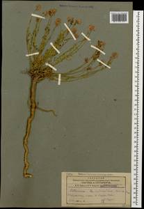 Aethionema grandiflorum Boiss. & Hohen., Caucasus, Azerbaijan (K6) (Azerbaijan)