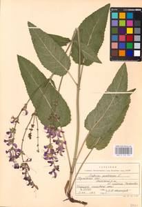 MHA 0 156 303, Salvia pratensis L., Eastern Europe, Central region (E4) (Russia)