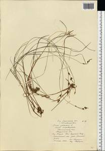 Carex globularis L., Eastern Europe, Northern region (E1) (Russia)