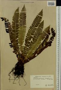 Polystichum lonchitis (L.) Roth, Eastern Europe, Northern region (E1) (Russia)