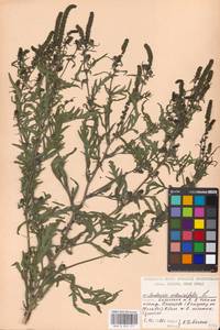 Ambrosia artemisiifolia L., Eastern Europe, Moscow region (E4a) (Russia)