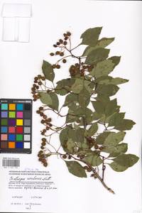 Crataegus rivularis Nutt. ex Torr. & A. Gray, Eastern Europe, Moscow region (E4a) (Russia)