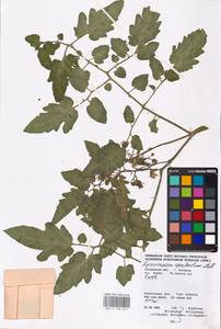 MHA 0 158 659, Solanum lycopersicum L., Eastern Europe, Central forest region (E5) (Russia)