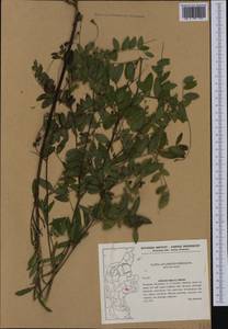 Lathyrus niger (L.)Bernh., Western Europe (EUR) (Denmark)