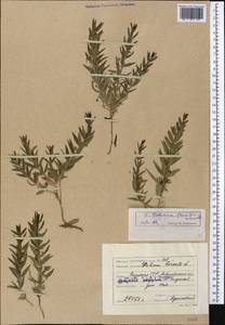 Rubia tatarica (Trevir.) F.Schmidt, Middle Asia, Northern & Central Kazakhstan (M10) (Kazakhstan)