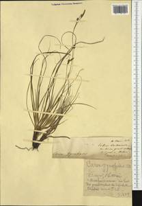 Carex halleriana Asso, Western Europe (EUR) (Switzerland)