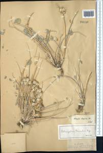 Astragalus ellipsoideus Ledeb., Middle Asia, Muyunkumy, Balkhash & Betpak-Dala (M9) (Kazakhstan)