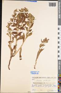 Nonea pulla (L.) DC., Eastern Europe, North Ukrainian region (E11) (Ukraine)