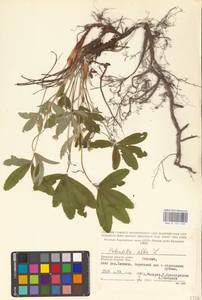 Potentilla alba L., Eastern Europe, Western region (E3) (Russia)