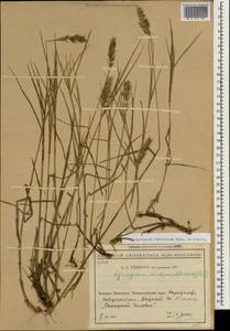 Agropyron cristatum (L.) Gaertn., Caucasus, Black Sea Shore (from Novorossiysk to Adler) (K3) (Russia)