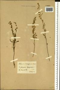 Artemisia sieversiana Ehrh. ex Willd., Siberia, Baikal & Transbaikal region (S4) (Russia)