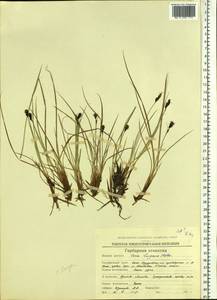 Carex bigelowii subsp. lugens (Holm) T.V.Egorova, Siberia, Chukotka & Kamchatka (S7) (Russia)