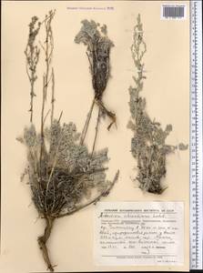 Artemisia schrenkiana Ledeb., Middle Asia, Muyunkumy, Balkhash & Betpak-Dala (M9) (Kazakhstan)