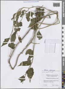 Solanum dulcamara L., Siberia, Central Siberia (S3) (Russia)