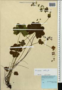 Alchemilla altaica Juz., Eastern Europe, Eastern region (E10) (Russia)