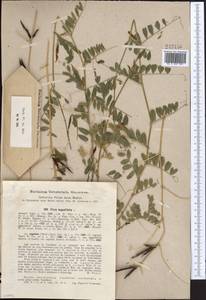Vicia sativa subsp. nigra (L.)Ehrh., Middle Asia, Northern & Central Kazakhstan (M10) (Kazakhstan)