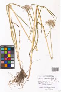 Allium tuberosum Rottler ex Spreng., Eastern Europe, Moscow region (E4a) (Russia)