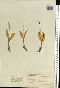 Liparis loeselii (L.) Rich., Eastern Europe, Moscow region (E4a) (Russia)