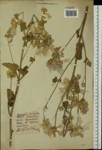 Malva thuringiaca subsp. thuringiaca, Eastern Europe, Belarus (E3a) (Belarus)