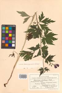 Aconitum consanguineum Vorosch., Siberia, Russian Far East (S6) (Russia)