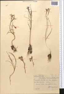 Ixiolirion tataricum (Pall.) Schult. & Schult.f., Middle Asia, Western Tian Shan & Karatau (M3) (Kazakhstan)