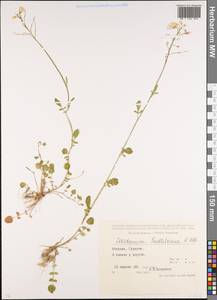 Cardamine raphanifolia subsp. acris (Griseb.) O.E. Schulz, Caucasus, Abkhazia (K4a) (Abkhazia)
