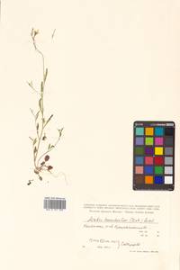 Arabidopsis lyrata subsp. kamchatica (Fisch. ex DC.) O'Kane & Al-Shehbaz, Siberia, Chukotka & Kamchatka (S7) (Russia)